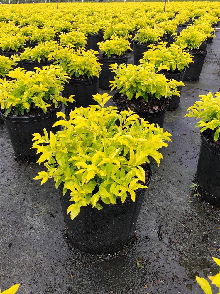 duranta-erecta-gold-mound-golden-dewdrop-duranta-repens