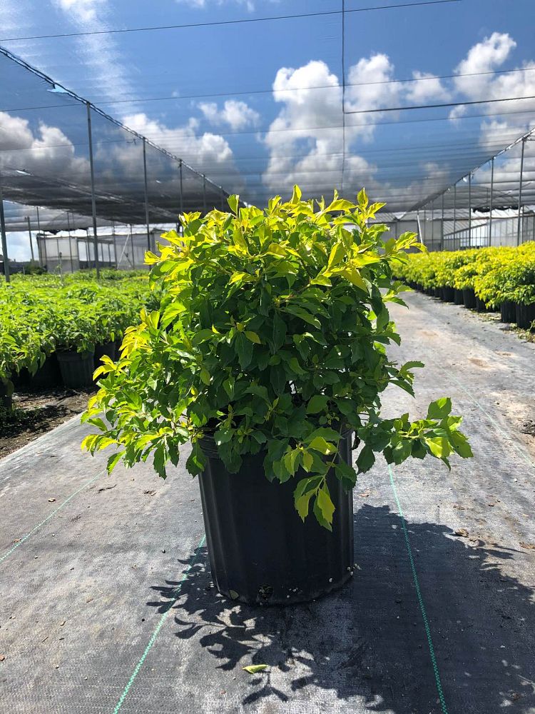 duranta-erecta-gold-mound-golden-dewdrop-duranta-repens