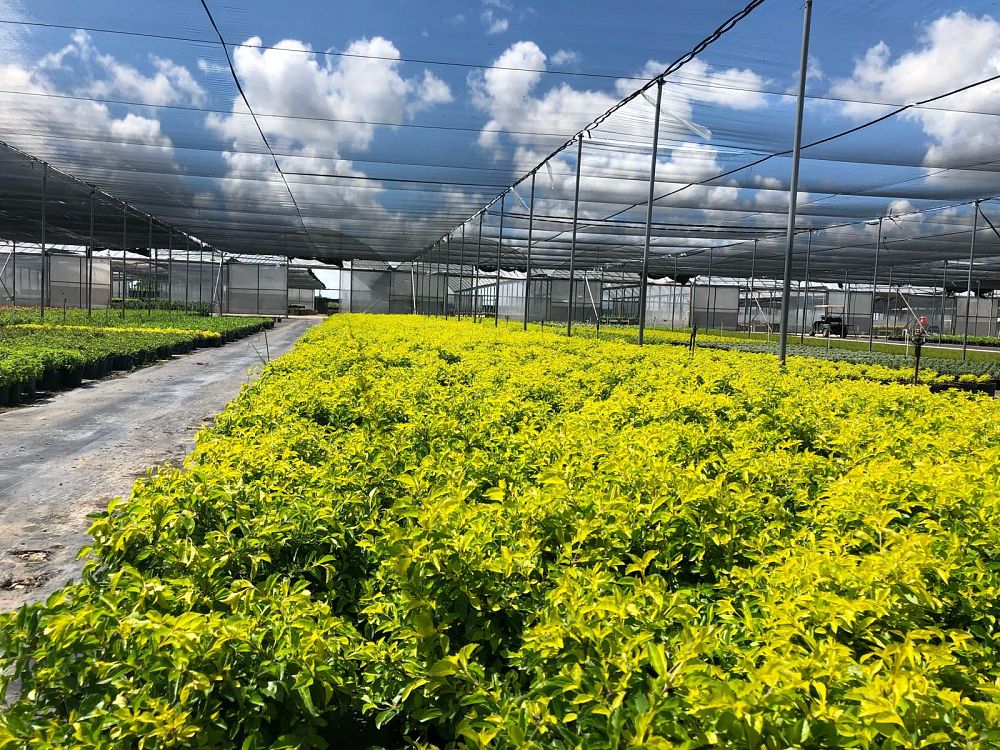 duranta-erecta-gold-mound-golden-dewdrop-duranta-repens