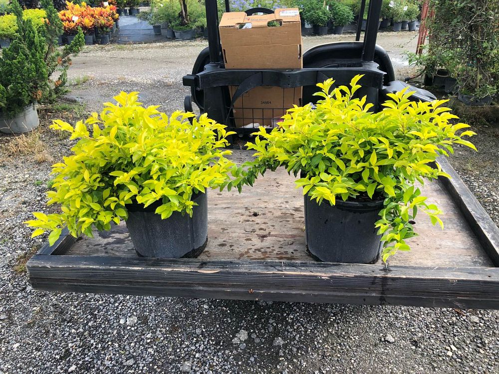 duranta-erecta-gold-mound-golden-dewdrop-duranta-repens