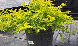 duranta-erecta-gold-mound-golden-dewdrop-duranta-repens