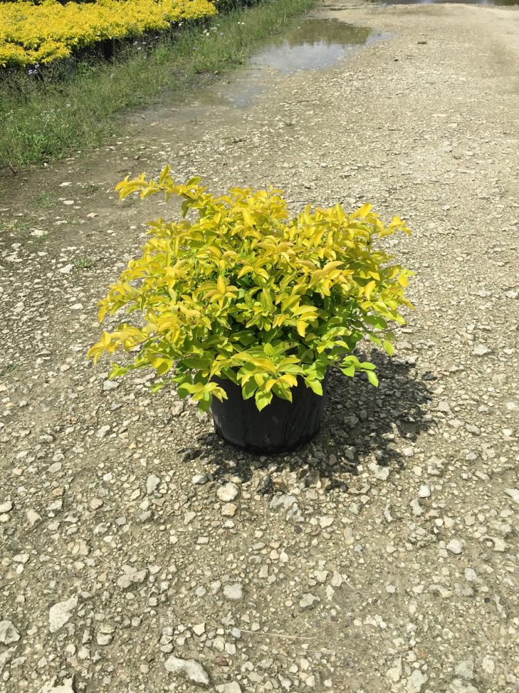 duranta-erecta-gold-mound-golden-dewdrop-duranta-repens