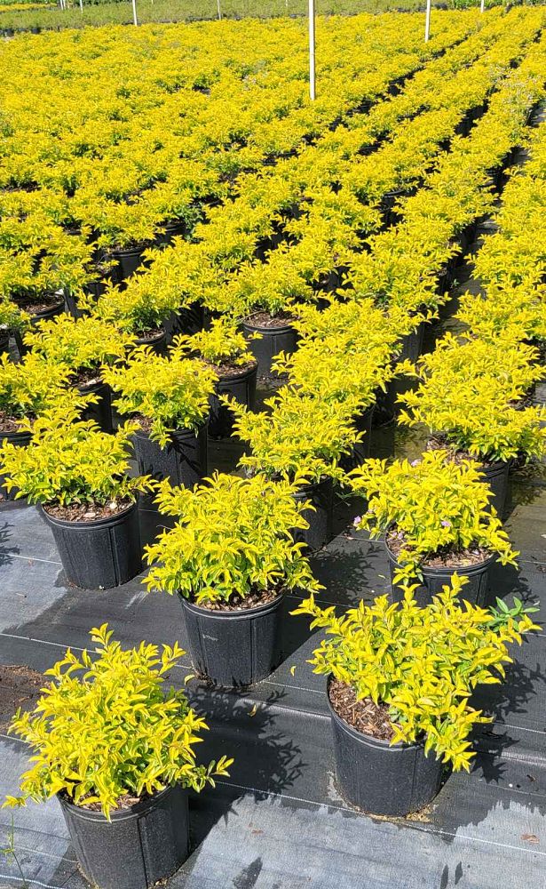 duranta-erecta-gold-mound-golden-dewdrop-duranta-repens