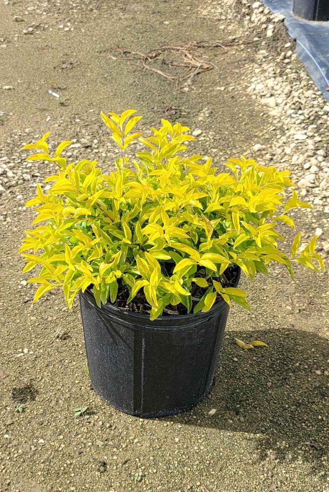 duranta-erecta-gold-mound-golden-dewdrop-duranta-repens