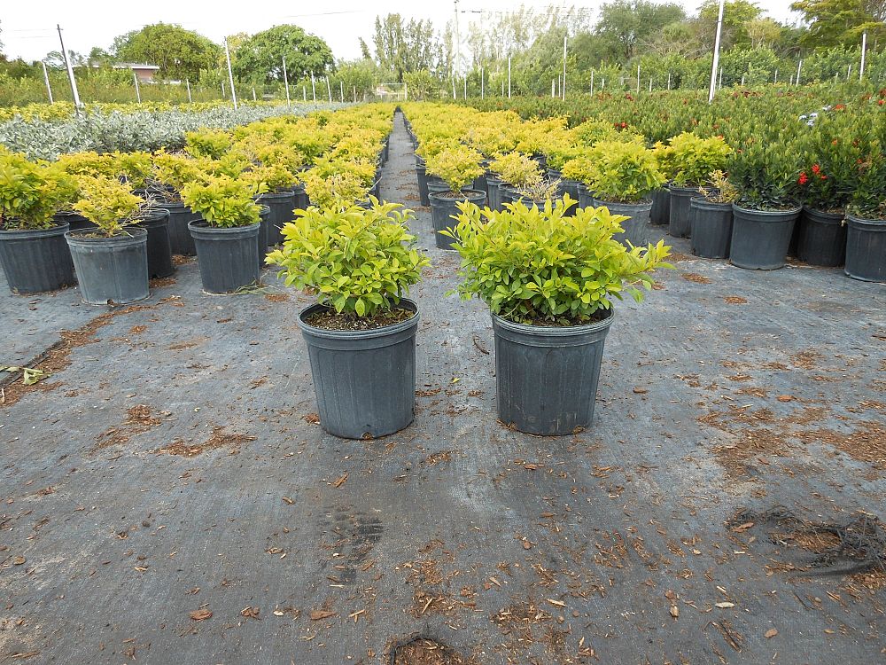 duranta-erecta-gold-mound-golden-dewdrop-duranta-repens