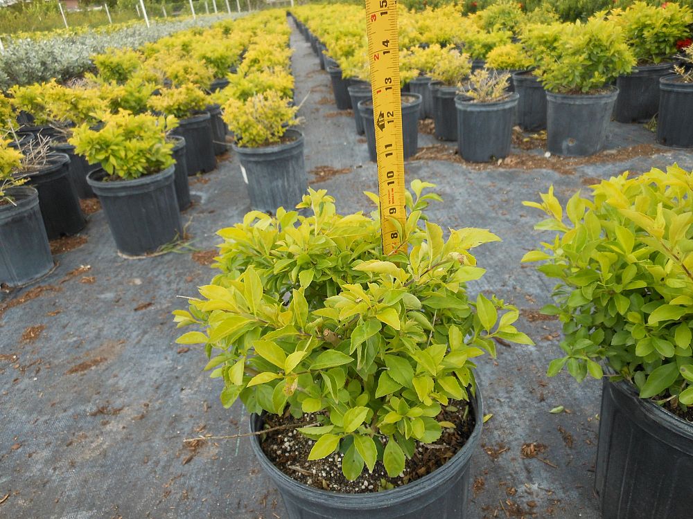 duranta-erecta-gold-mound-golden-dewdrop-duranta-repens