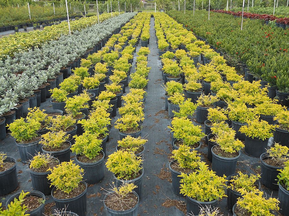 duranta-erecta-gold-mound-golden-dewdrop-duranta-repens
