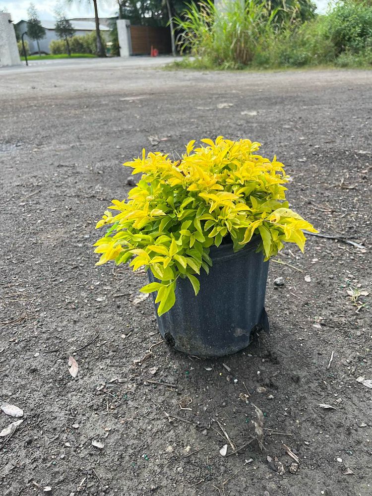 duranta-erecta-gold-mound-golden-dewdrop-duranta-repens