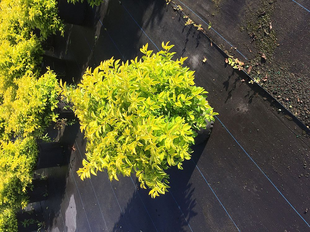 duranta-erecta-gold-mound-golden-dewdrop-duranta-repens