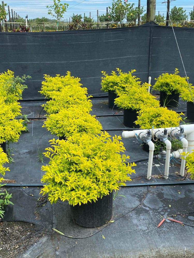 duranta-erecta-gold-mound-golden-dewdrop-duranta-repens