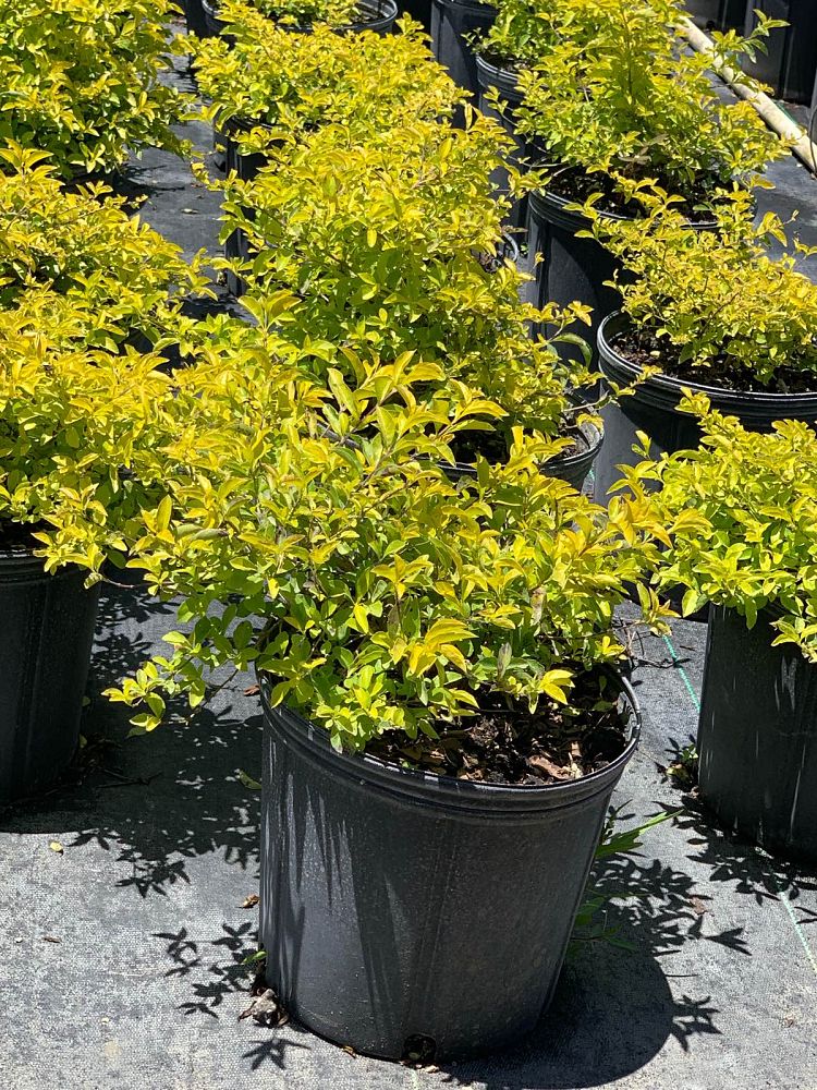 duranta-erecta-gold-mound-golden-dewdrop-duranta-repens