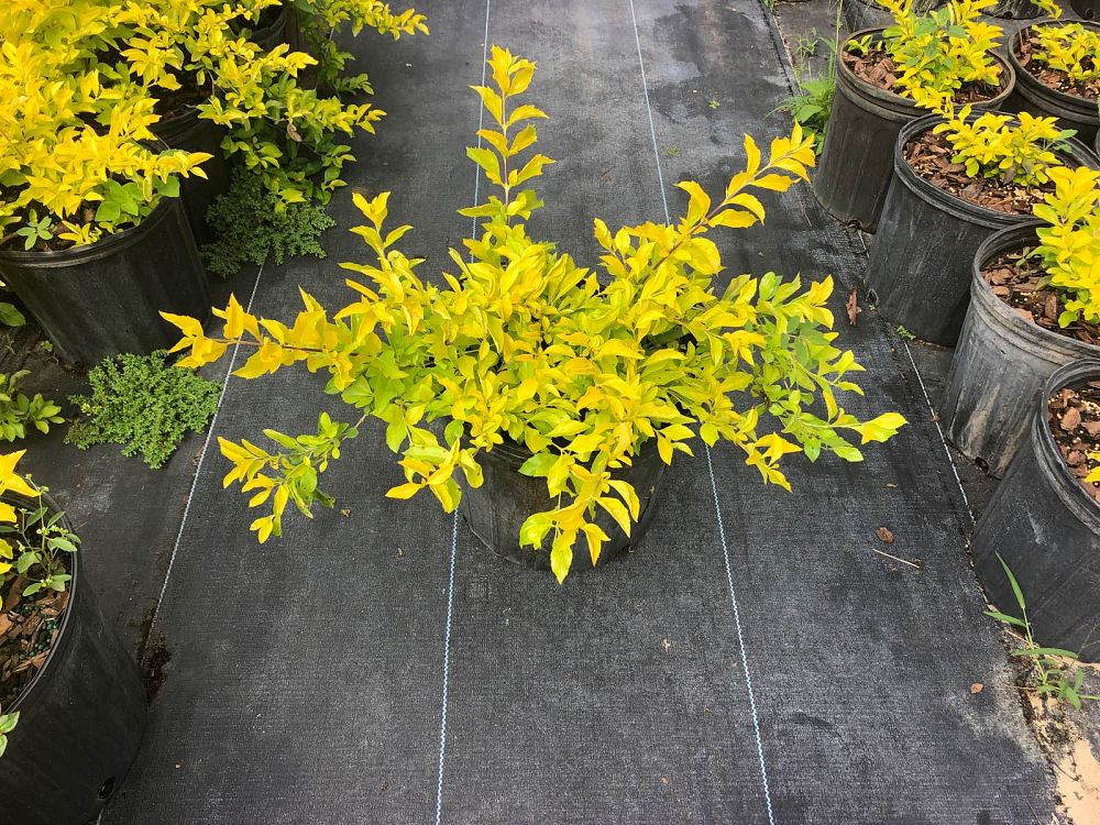 duranta-erecta-gold-mound-golden-dewdrop-duranta-repens