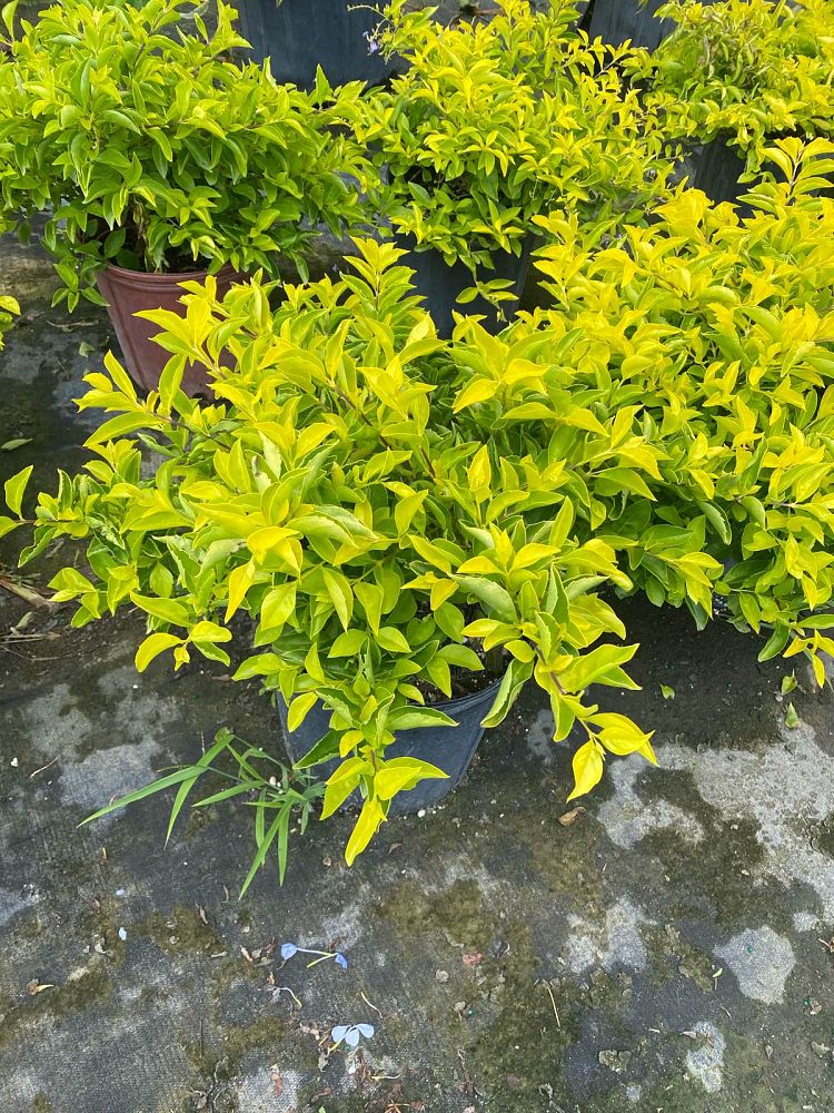 duranta-erecta-gold-mound-golden-dewdrop-duranta-repens