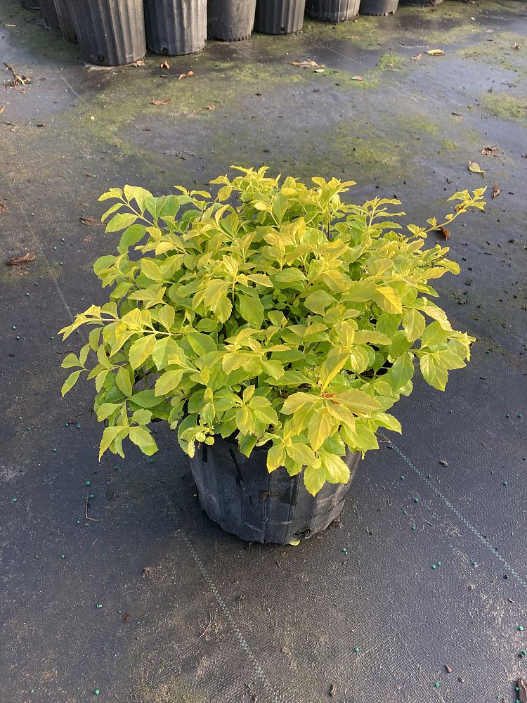 duranta-erecta-gold-mound-golden-dewdrop-duranta-repens