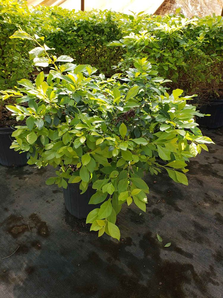duranta-erecta-gold-mound-golden-dewdrop-duranta-repens
