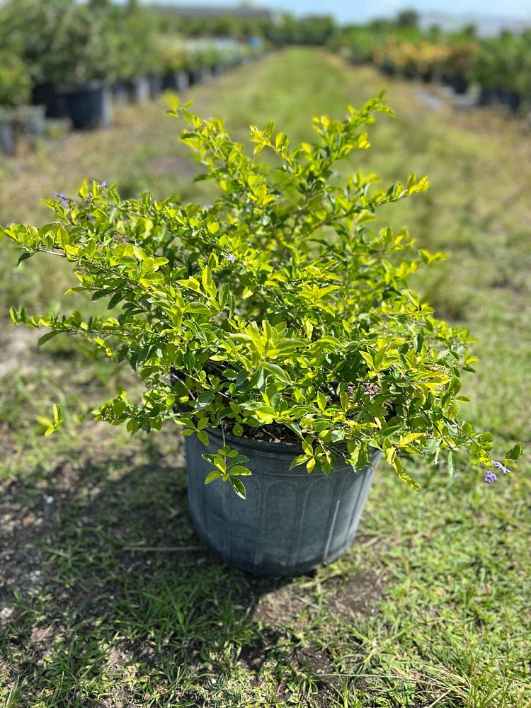 duranta-erecta-gold-mound-golden-dewdrop-duranta-repens