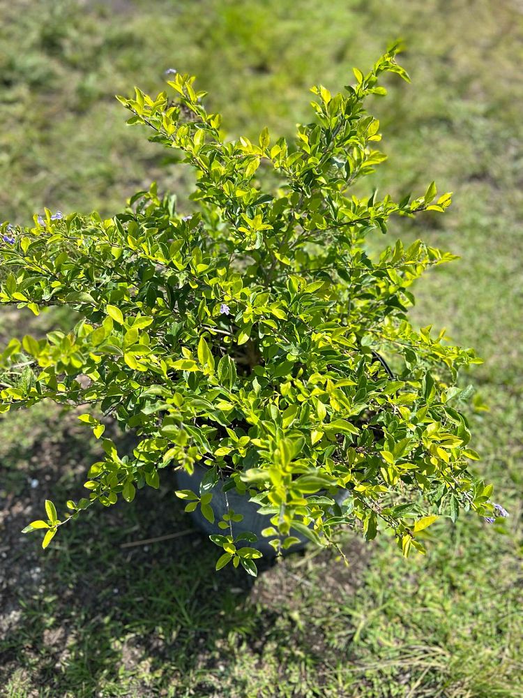 duranta-erecta-gold-mound-golden-dewdrop-duranta-repens