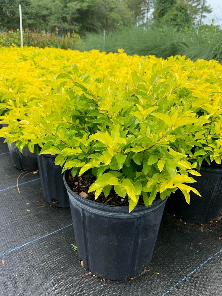duranta-erecta-gold-mound-golden-dewdrop-duranta-repens