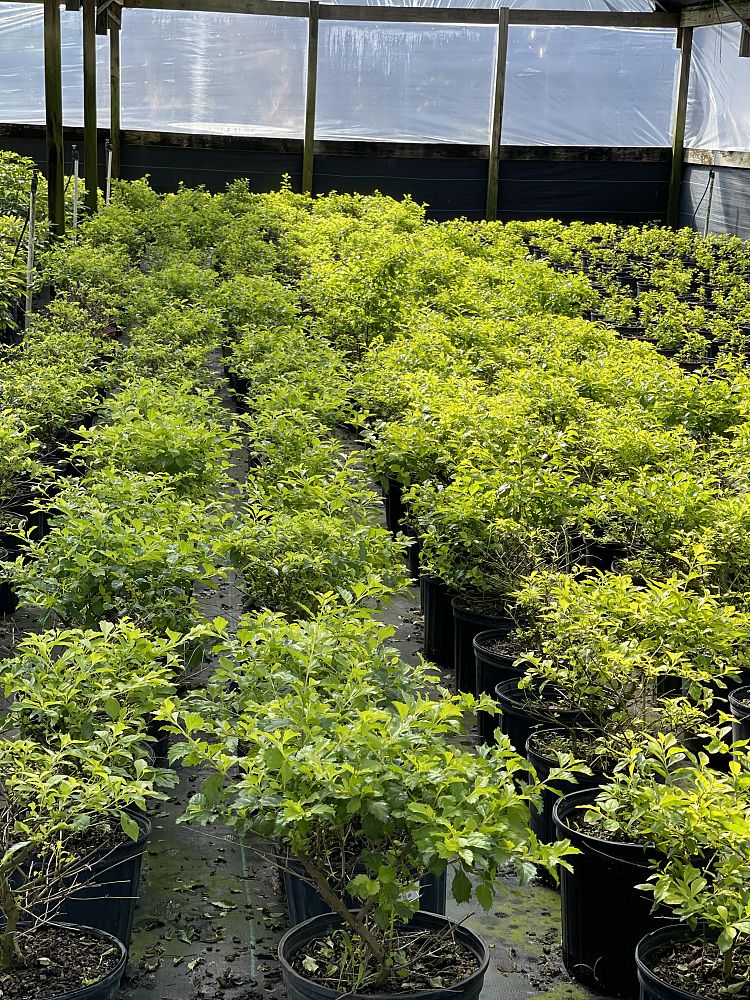 duranta-erecta-gold-mound-golden-dewdrop-duranta-repens