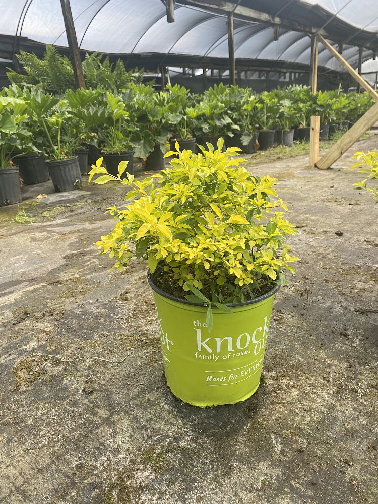 duranta-erecta-gold-mound-golden-dewdrop-duranta-repens