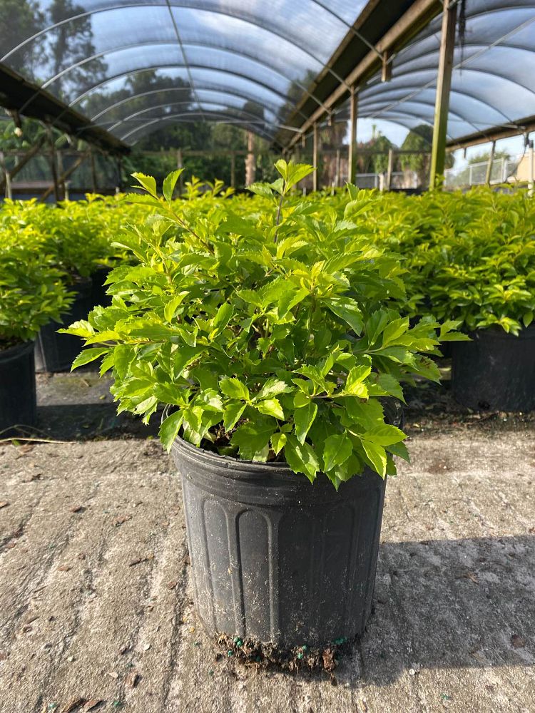 duranta-erecta-gold-mound-golden-dewdrop-duranta-repens