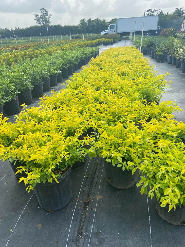 duranta-erecta-gold-mound-golden-dewdrop-duranta-repens