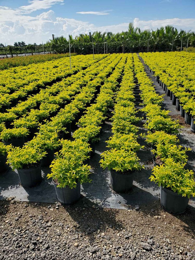 duranta-erecta-gold-mound-golden-dewdrop-duranta-repens