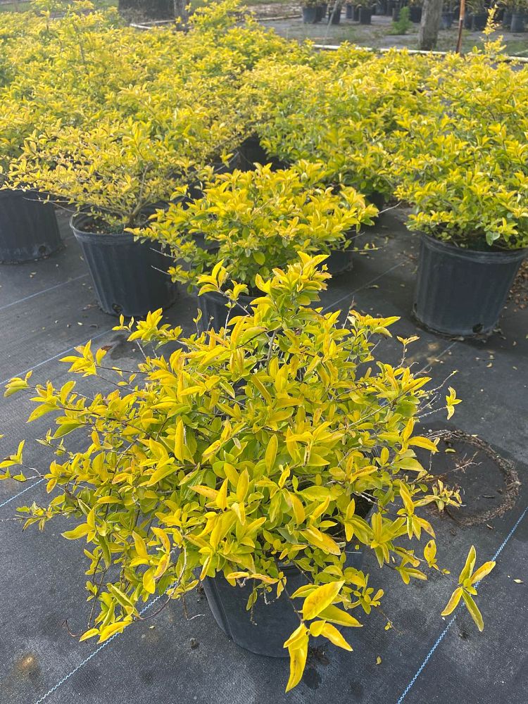 duranta-erecta-gold-mound-golden-dewdrop-duranta-repens