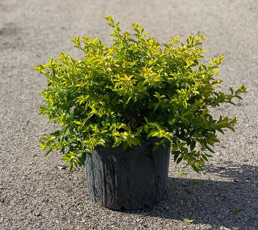 duranta-erecta-gold-mound-golden-dewdrop-duranta-repens