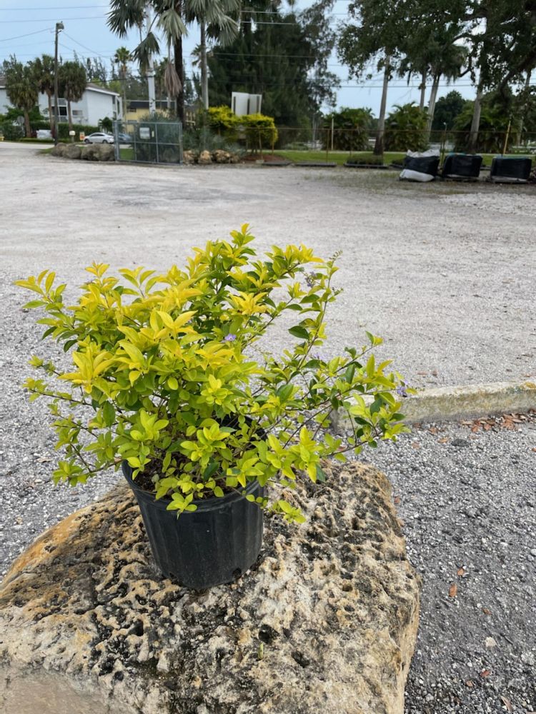 duranta-erecta-gold-mound-golden-dewdrop-duranta-repens