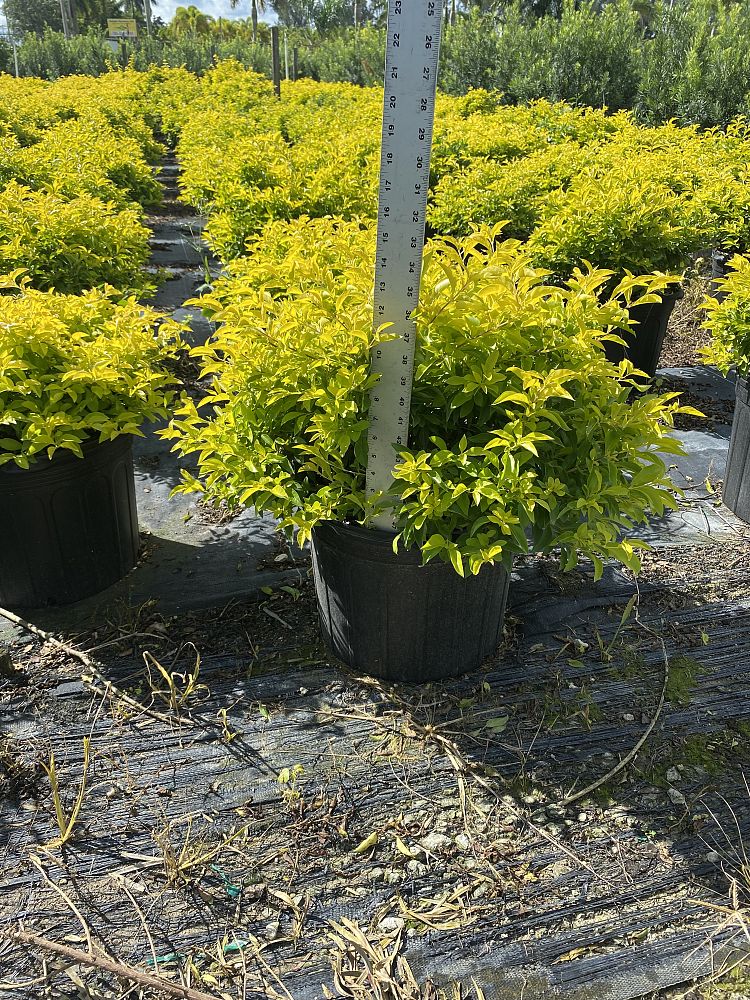 duranta-erecta-gold-mound-golden-dewdrop-duranta-repens