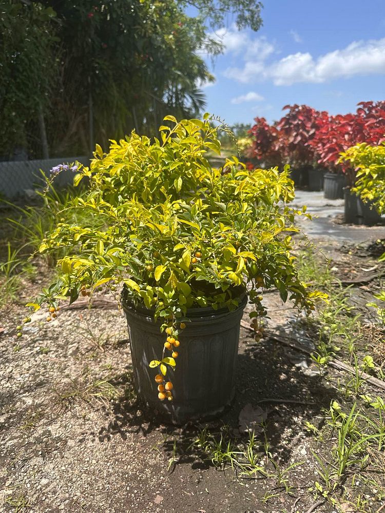 duranta-erecta-gold-mound-golden-dewdrop-duranta-repens