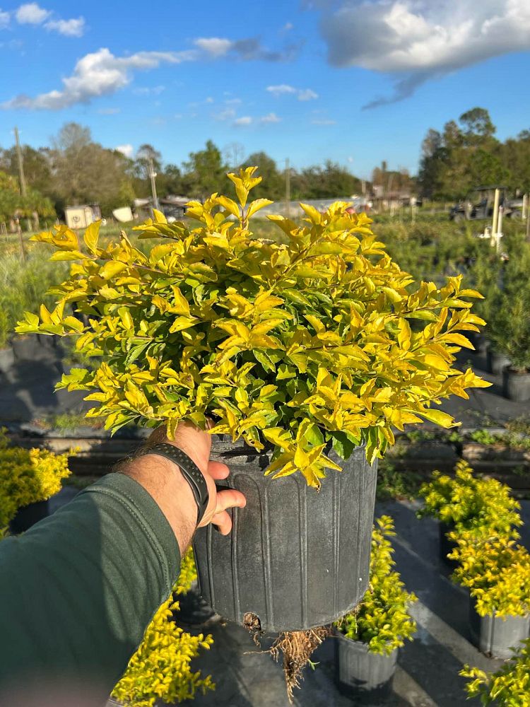 duranta-erecta-gold-mound-golden-dewdrop-duranta-repens