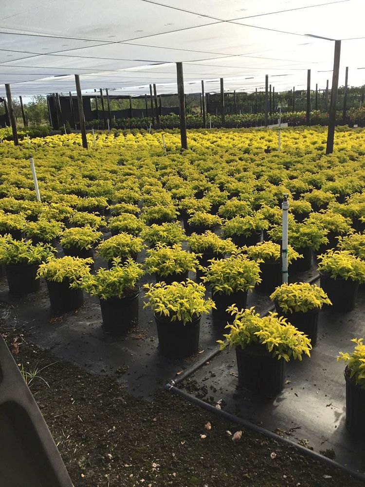 duranta-erecta-gold-mound-golden-dewdrop-duranta-repens