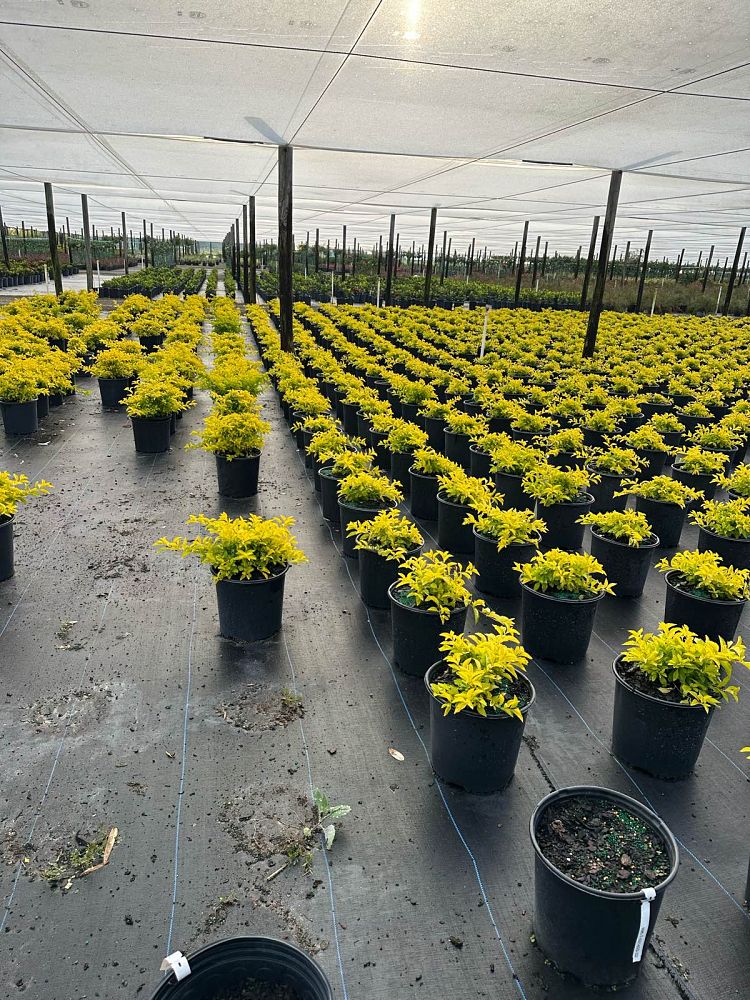 duranta-erecta-gold-mound-golden-dewdrop-duranta-repens