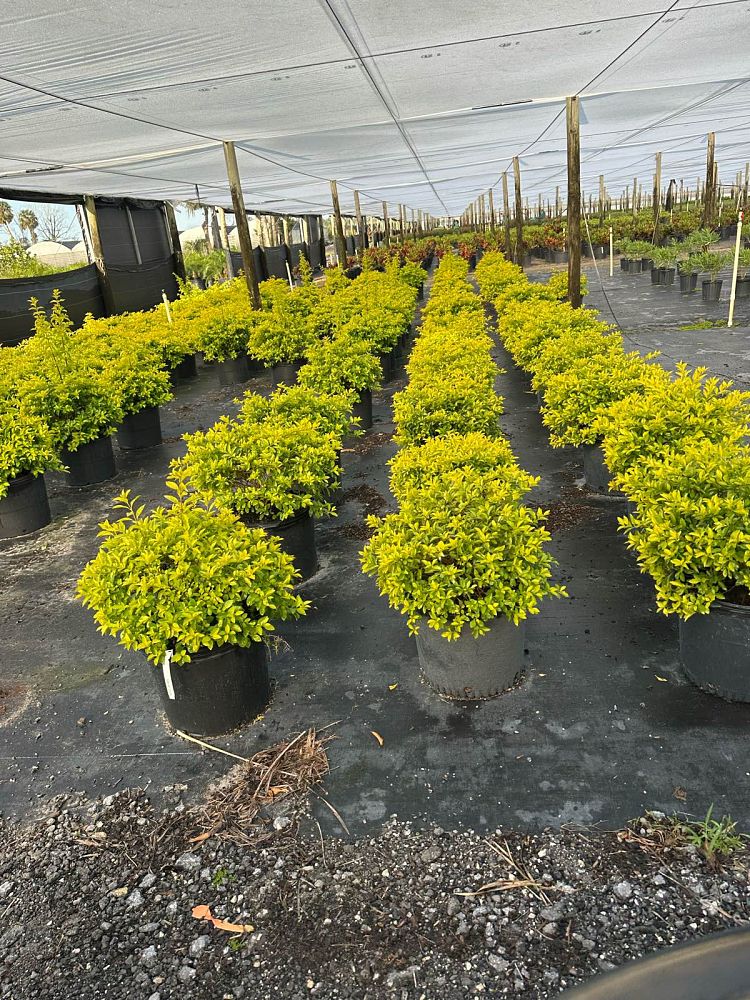 duranta-erecta-gold-mound-golden-dewdrop-duranta-repens