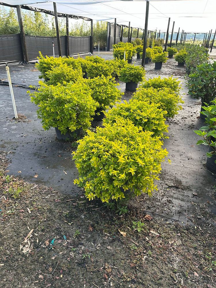 duranta-erecta-gold-mound-golden-dewdrop-duranta-repens