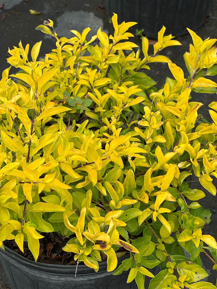 duranta-erecta-gold-mound-golden-dewdrop-duranta-repens