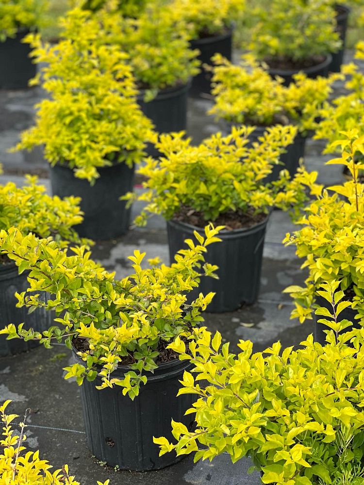 duranta-erecta-gold-mound-golden-dewdrop-duranta-repens