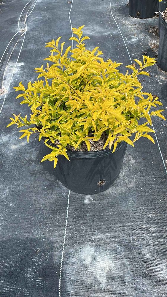 duranta-erecta-gold-mound-golden-dewdrop-duranta-repens