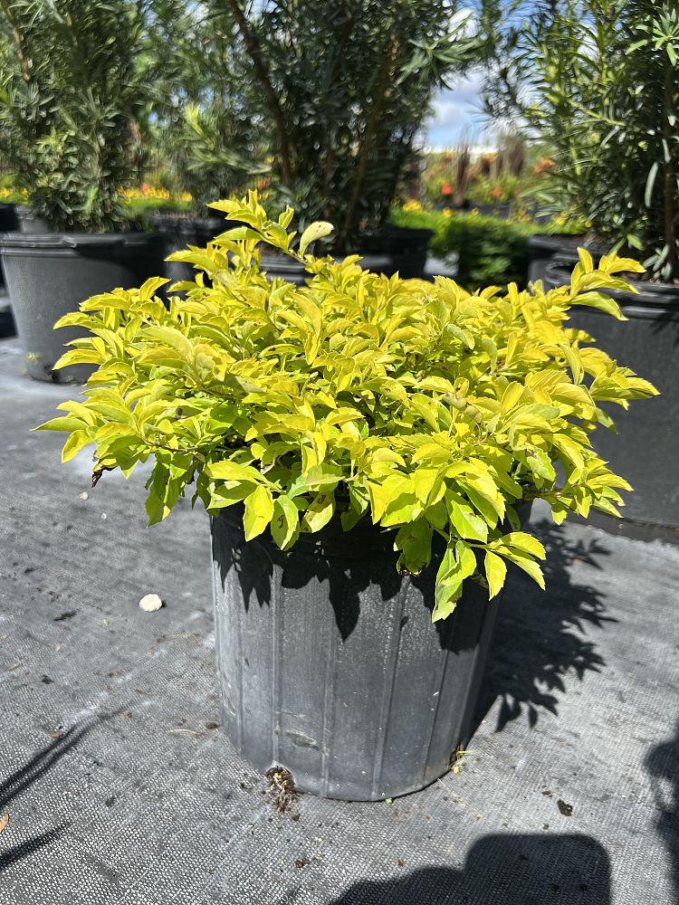 duranta-erecta-gold-mound-golden-dewdrop-duranta-repens