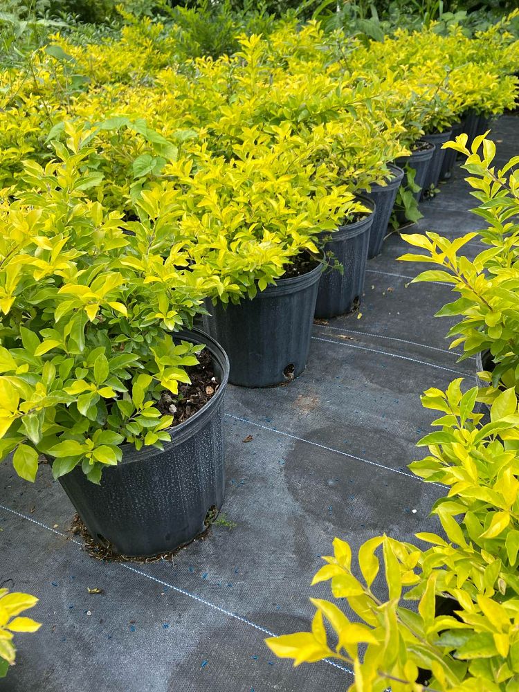 duranta-erecta-gold-mound-golden-dewdrop-duranta-repens