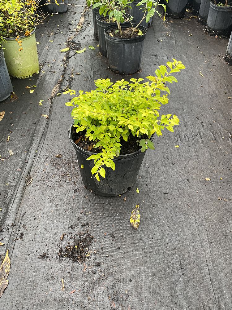 duranta-erecta-gold-mound-golden-dewdrop-duranta-repens