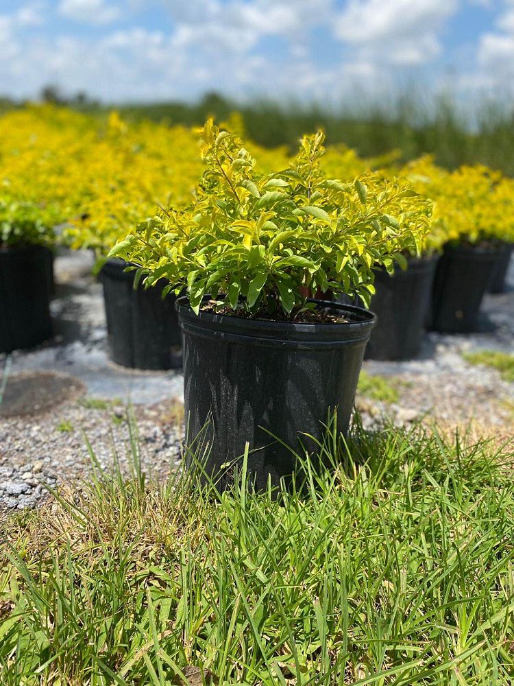 duranta-erecta-gold-mound-golden-dewdrop-duranta-repens