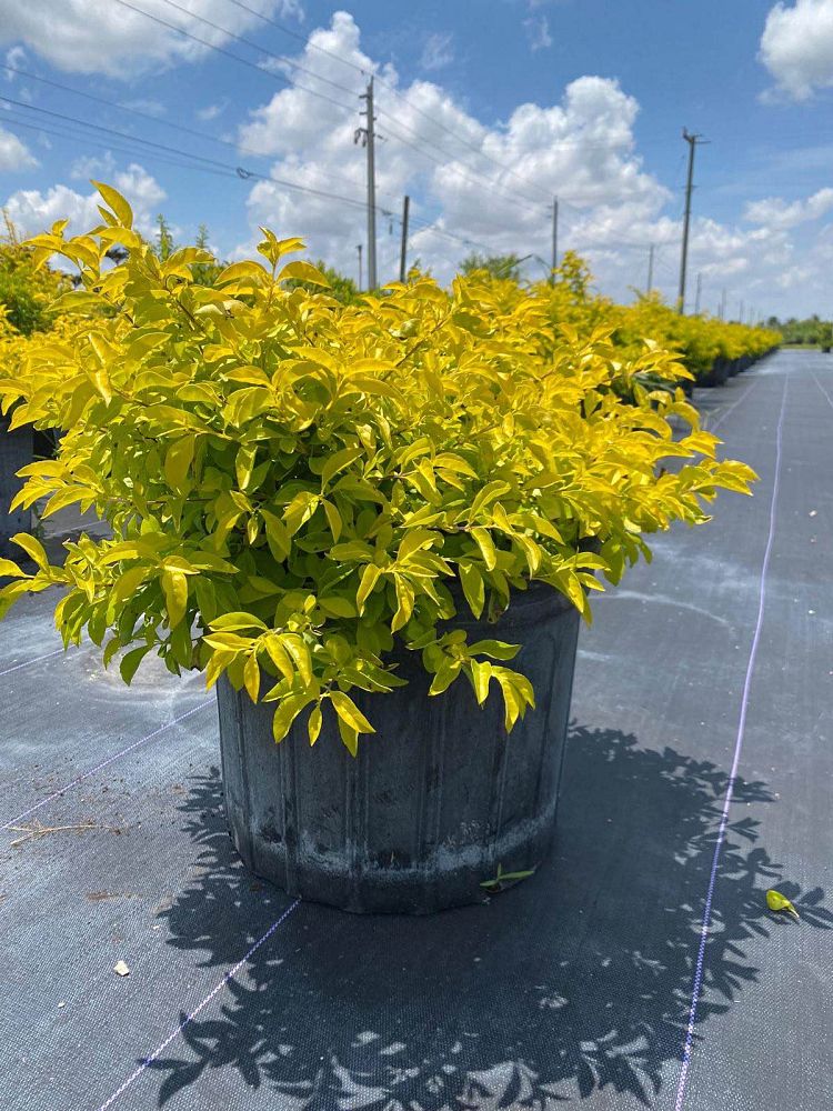 duranta-erecta-gold-mound-golden-dewdrop-duranta-repens