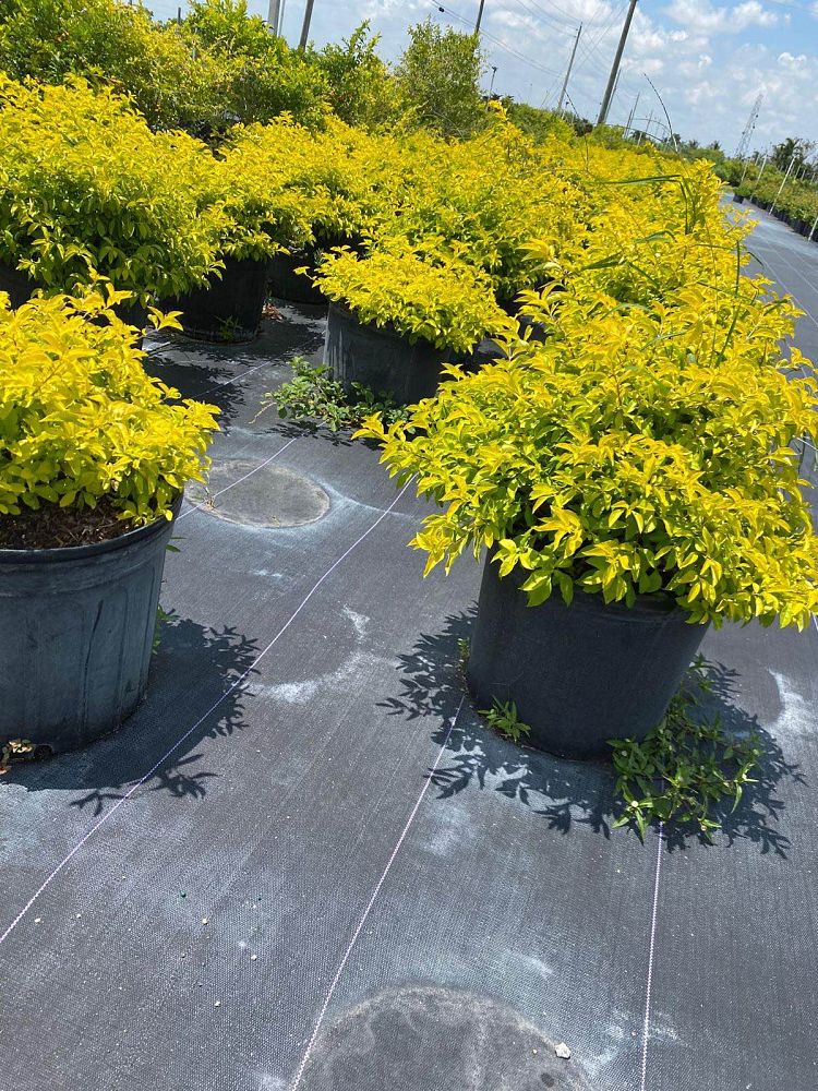 duranta-erecta-gold-mound-golden-dewdrop-duranta-repens