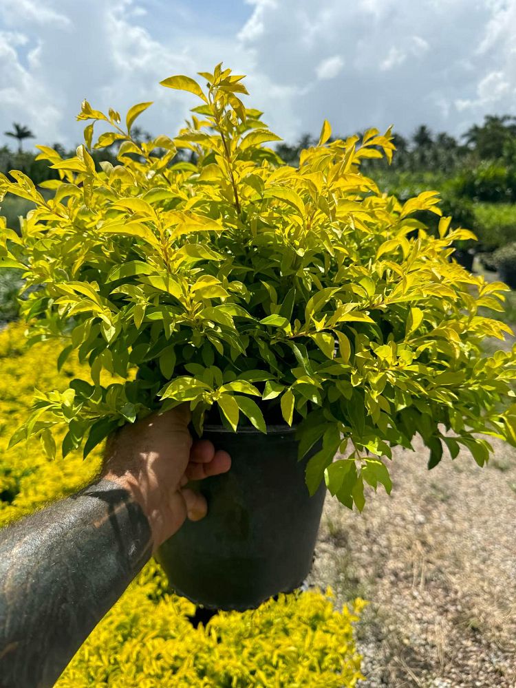 duranta-erecta-gold-mound-golden-dewdrop-duranta-repens