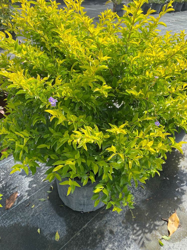 duranta-erecta-gold-mound-golden-dewdrop-duranta-repens