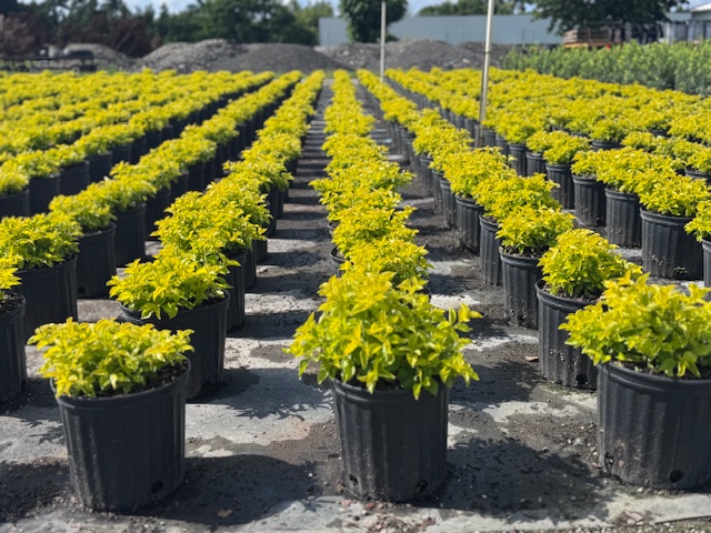 duranta-erecta-gold-mound-golden-dewdrop-duranta-repens