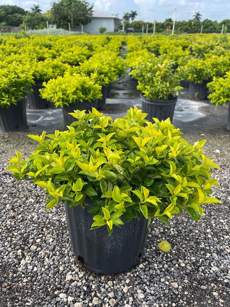 duranta-erecta-gold-mound-golden-dewdrop-duranta-repens